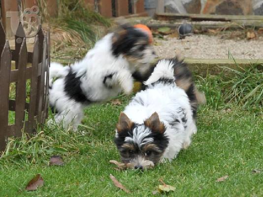 δύο κουτάβια τεριέ biewer yorkshire